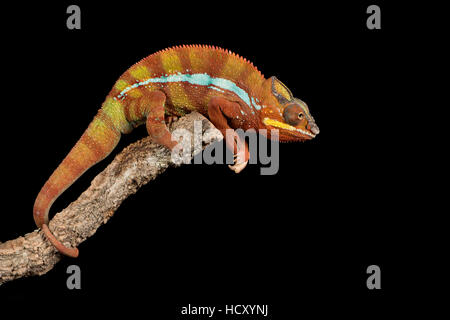 Panther Chameleon (Furcifer pardalis), captive, Madagascar, Africa Foto Stock