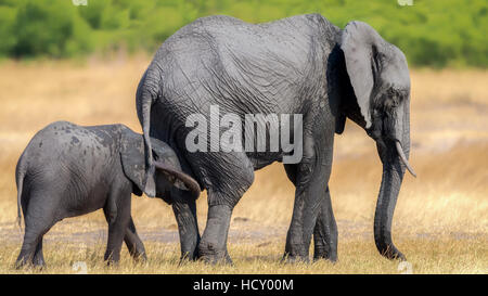 Elefante e di vitello, Parco Nazionale di Hwange, Zimbabwe Africa Foto Stock
