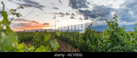 Malbec vigneti ai piedi delle Ande nell'UCO Valley vicino a Mendoza, Argentina Foto Stock