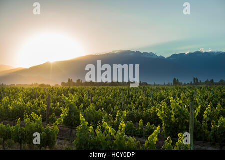 Malbec vigneti ai piedi delle Ande nell'UCO Valley vicino a Mendoza, Argentina Foto Stock