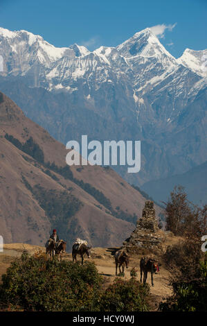 I cavalli che trasportano le forniture nella e fuori dalla regione di Manaslu fanno la loro strada home, con vedute di Ganesh Himal in distanza, Nepal Foto Stock