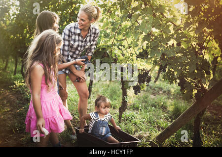 La famiglia felice la raccolta di uve in vigna Foto Stock