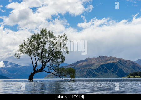 Un solitario albero si stagliano in un lago di montagna, Wanaka, Otago, Isola del Sud, Nuova Zelanda Foto Stock