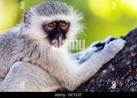 Vervet monkey (Chlorocebus pygerythrus), Augrabies Falls National Park, Northern Cape, Sud Africa e Africa Foto Stock