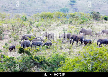 Elefante africano di allevamento, (oxodonta Africana), Hluhluwe-Imfolozi Park, Kwazulu-Natal, Sud Africa e Africa Foto Stock