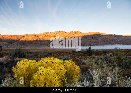 Cederberg Wilderness Area, Western Cape, Sud Africa e Africa Foto Stock