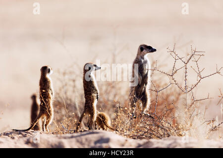 Meerkat (suricate) (Suricata suricatta), Kgalagadi Parco transfrontaliero, il Kalahari, Northern Cape, Sud Africa e Africa Foto Stock