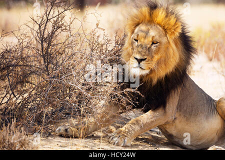 Appoggio lion (Panthera leo), Kgalagadi Parco transfrontaliero, il Kalahari, Northern Cape, Sud Africa e Africa Foto Stock