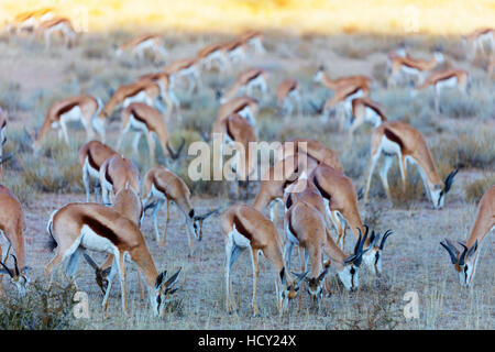 Springbok (Antidorcas marsupialis), Kgalagadi Parco transfrontaliero, il Kalahari, Northern Cape, Sud Africa e Africa Foto Stock