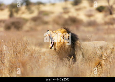 Leone ruggente (Panthera leo), Kgalagadi Parco transfrontaliero, il Kalahari, Northern Cape, Sud Africa e Africa Foto Stock