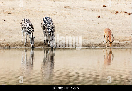 La Burchell pianure zebra (Equus quagga) bere, Kruger National Park, Sud Africa e Africa Foto Stock