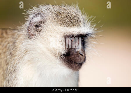 Vervet monkey (Chlorocebus pygerythrus), Kruger National Park, Sud Africa e Africa Foto Stock