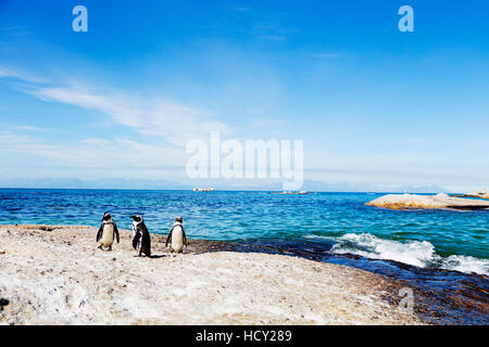 Pinguini (Spheniscus demersus), Boulders Beach, Città del Capo, Western Cape, Sud Africa e Africa Foto Stock