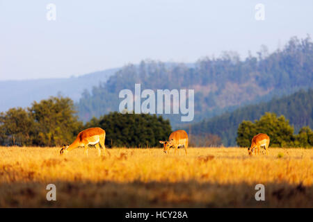 Impala femmina (Aepyceros melampus), Mlilwane Wildlife Sanctuary, Swaziland, Africa Foto Stock