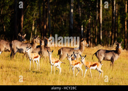 Springbok (Antidorcas marsupialis), Mlilwane Wildlife Sanctuary, Swaziland, Africa Foto Stock