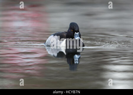 Vista anteriore dell'anello naturale fatturati anatra (collaris Aythya marila, collaris, Nyroca collaris) Foto Stock