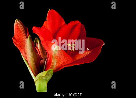 Red Amaryllis blossoms isolati su sfondo nero Foto Stock