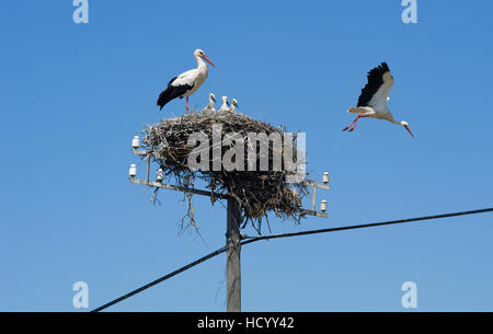 Il Portogallo, l'Alentejo distretto, una cicogna famiglia su di un palo del telegrafo Foto Stock