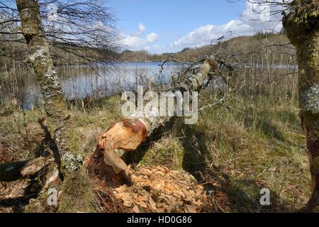 Roverella (betulla Betula pubescens) abbattuto dal Eurasian castori (Castor fiber) da Scottish Beaver Trial, Knapdale, Scotland, Regno Unito Foto Stock