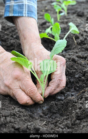 Donna senior di piantare il cavolo piantina Foto Stock