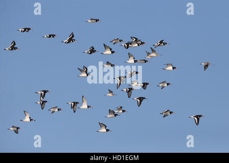 (Oystercatcher Haematopus ostralegus) Foto Stock