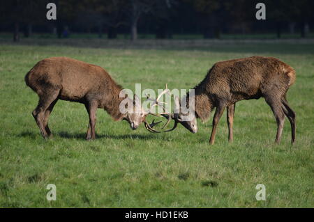 Stags solchi in Richmond Park, Regno Unito Foto Stock