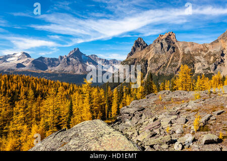 Golden Alpine Larice (Larix lyallii) visualizzare la loro caduta di colore a lago O'Hara nel Parco Nazionale di Yoho, British Columbia, Canada. Foto Stock