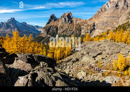 Golden Alpine Larice (Larix lyallii) visualizzare la loro caduta di colore a lago O'Hara nel Parco Nazionale di Yoho, British Columbia, Canada. Foto Stock