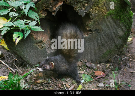 Polecat europea (Mustela putorius) lasciando nido in cavità tronco di albero nella foresta Foto Stock