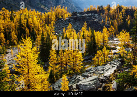 Golden Alpine Larice (Larix lyallii) visualizzare la loro caduta di colore a lago O'Hara nel Parco Nazionale di Yoho, British Columbia, Canada. Foto Stock