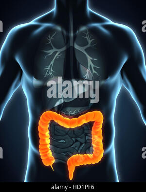 Colon umano anatomia Foto Stock