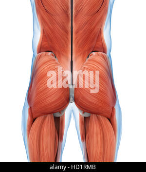 Natica muscoli anatomia Foto Stock