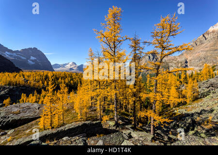 Golden Alpine Larice (Larix lyallii) visualizzare la loro caduta di colore a lago O'Hara nel Parco Nazionale di Yoho, British Columbia, Canada. Foto Stock