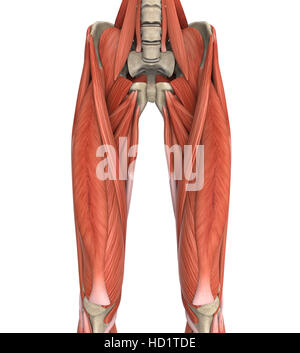 Parte superiore delle gambe muscoli anatomia Foto Stock