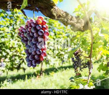 Vino uva sulla vite. Sunny vigna sullo sfondo. Foto Stock