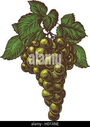 Grappolo di uva verde con foglie di vite. Uva di cluster. Alimenti naturali, dessert Illustrazione Vettoriale