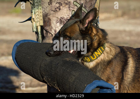 Belga cane malinois holding bite manicotto Foto Stock