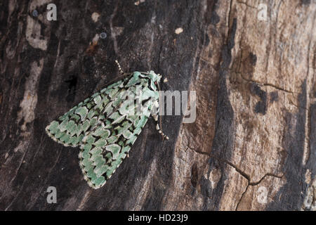 Grüne Eicheneule, Aprileule, Griposia aprilina, Dichonia aprilina, Merveille-du-Jour, Eulenfalter, Noctuidae, noctuid falene, noctuid moth Foto Stock