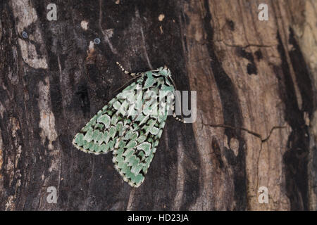 Grüne Eicheneule, Aprileule, Griposia aprilina, Dichonia aprilina, Merveille-du-Jour, Eulenfalter, Noctuidae, noctuid falene, noctuid moth Foto Stock