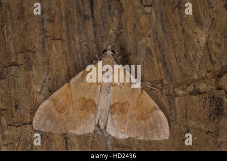 Herbst-Kiefern-Nadelholzspanner, Herbst-Kiefernnadelholzspanner, Herbst-Kiefernadelholz-chiave, Violettgrauer Kiefern-Blattspanner, Protothera firmat Foto Stock