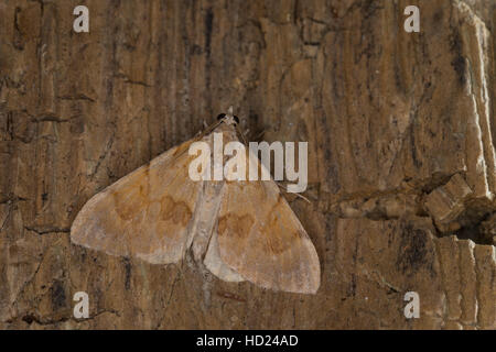 Herbst-Kiefern-Nadelholzspanner, Herbst-Kiefernnadelholzspanner, Herbst-Kiefernadelholz-chiave, Violettgrauer Kiefern-Blattspanner, Protothera firmat Foto Stock