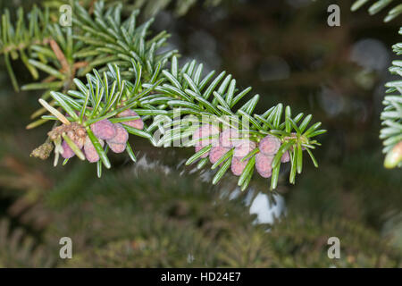 Spanische Tanne, Pinsapo-Tanne, Andalusische Tanne, Abies pinsapo, Spagnolo Fir, Fir Hedgehog Foto Stock