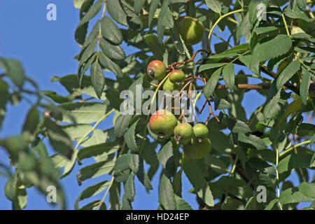 Speierling, Früchte, SORBUS DOMESTICA, struttura di servizio, Cormier Foto Stock