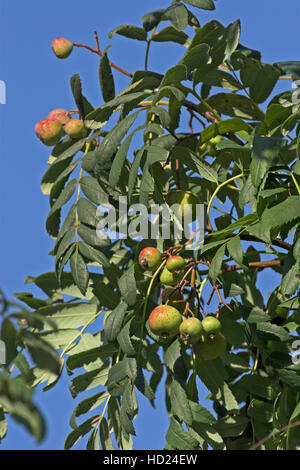 Speierling, Früchte, SORBUS DOMESTICA, struttura di servizio, Cormier Foto Stock