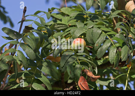 Speierling, Früchte, SORBUS DOMESTICA, struttura di servizio, Cormier Foto Stock