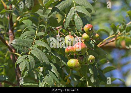 Speierling, Früchte, SORBUS DOMESTICA, struttura di servizio, Cormier Foto Stock