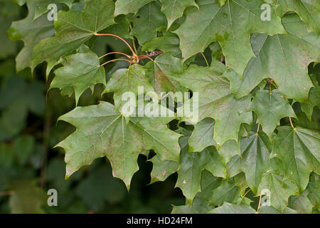 Spitz-Ahorn, Spitzahorn, Ahorn, Blätter, Acer platanoides, Norvegia Maple Foto Stock