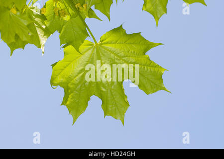 Spitz-Ahorn, Spitzahorn, Ahorn, Blätter, Blatt vor blauem Himmel, Acer platanoides, Norvegia Maple Foto Stock