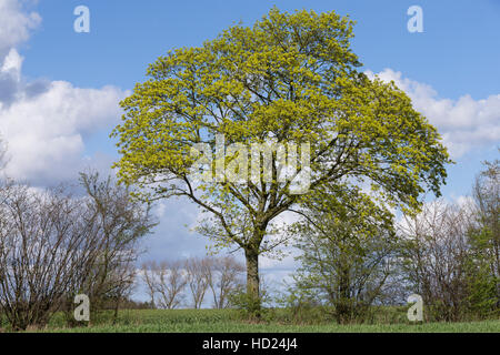 Spitz-Ahorn, Spitzahorn, Spitzblättriger Ahorn, Ahorn, Blüten, Blüte, blühend, Acer platanoides, Norvegia Acero L'Érable piano, Érable de Norvège, Iser Foto Stock