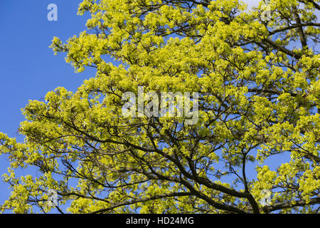 Spitz-Ahorn, Spitzahorn, Spitzblättriger Ahorn, Ahorn, Blüten, Blüte, blühend, Acer platanoides, Norvegia Acero L'Érable piano, Érable de Norvège, Iser Foto Stock